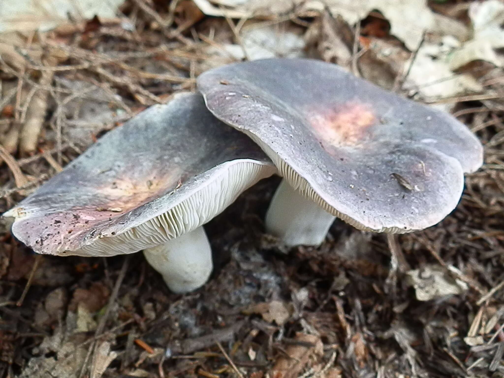 Image of Russula variata