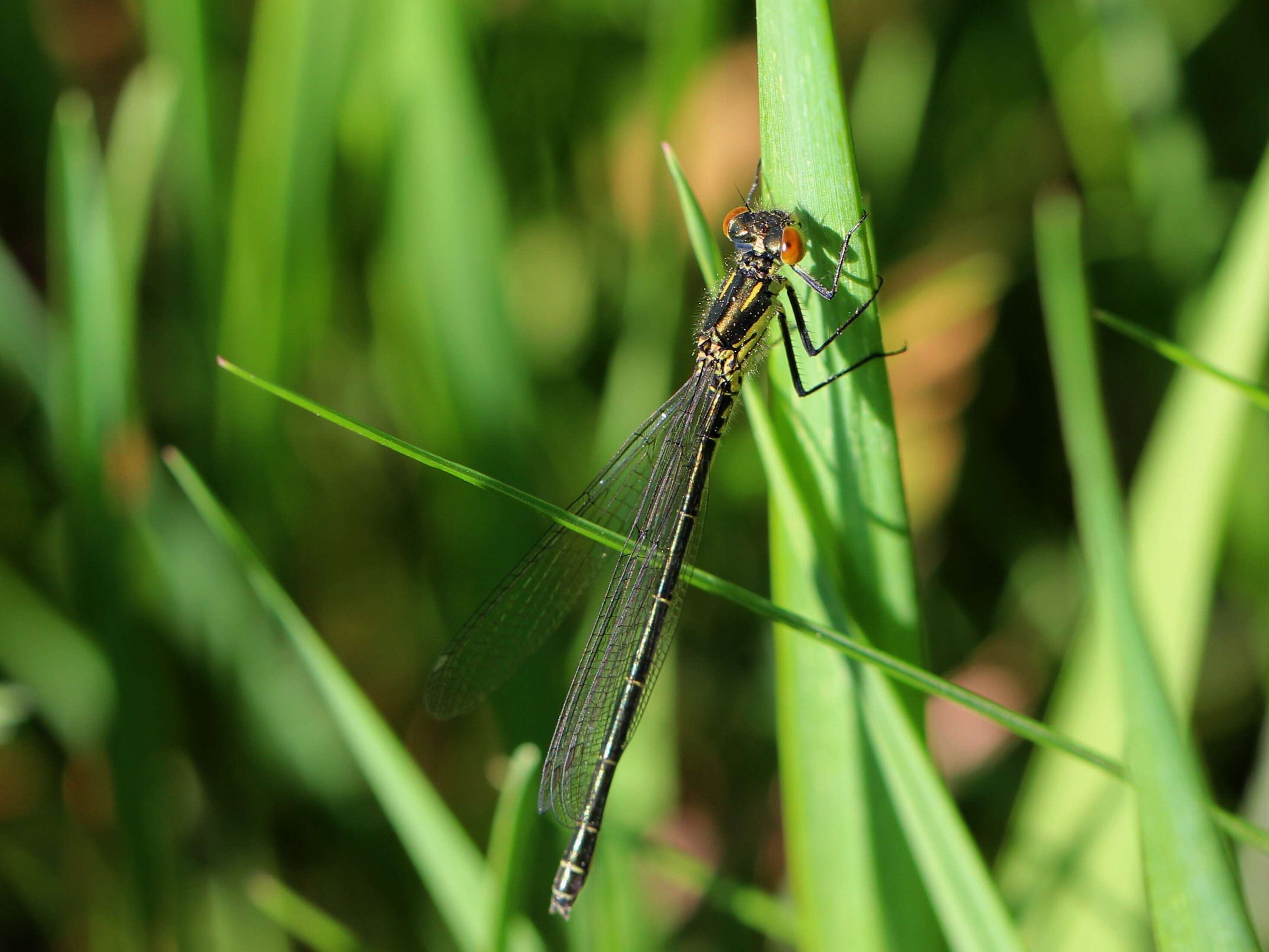 Image of red-eyed damselfly