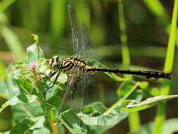 Image of Gomphus flavipes