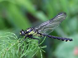 Image of Club-tailed Dragonfly