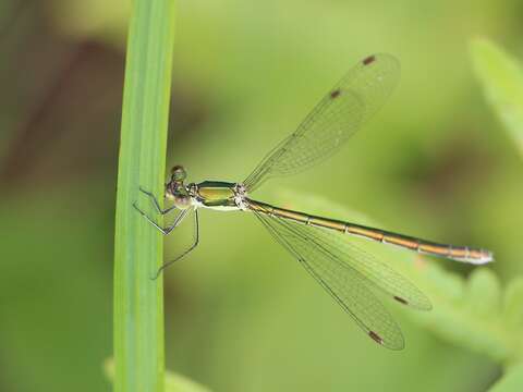 Image of Emerald Spreadwing