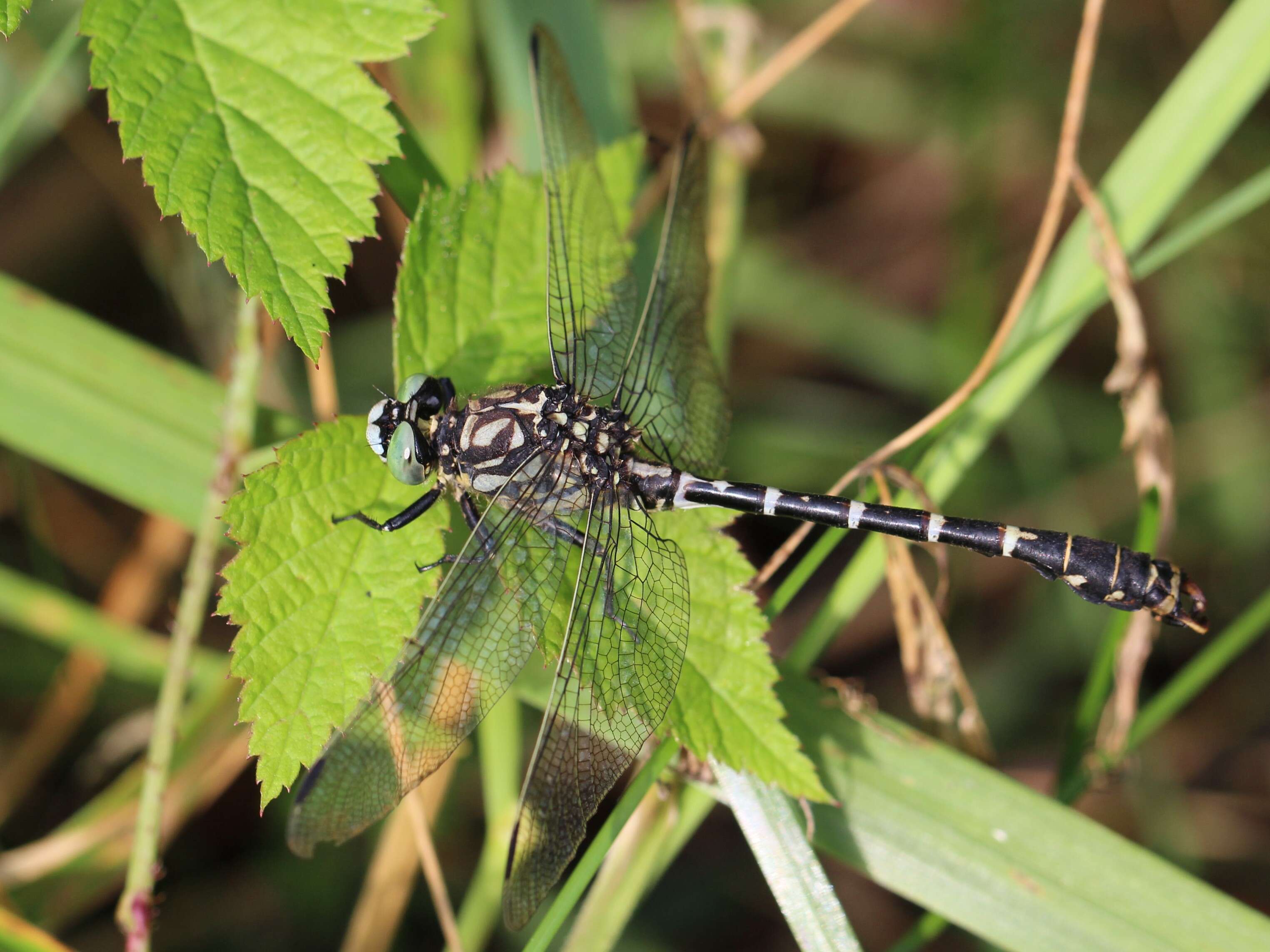 Image of Green-eyed Hooktail