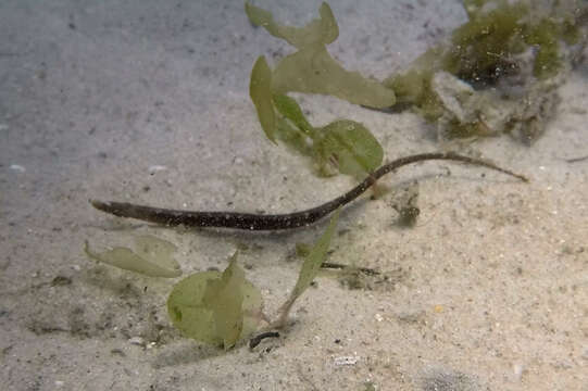 Image of Tryon&#39;s pipefish