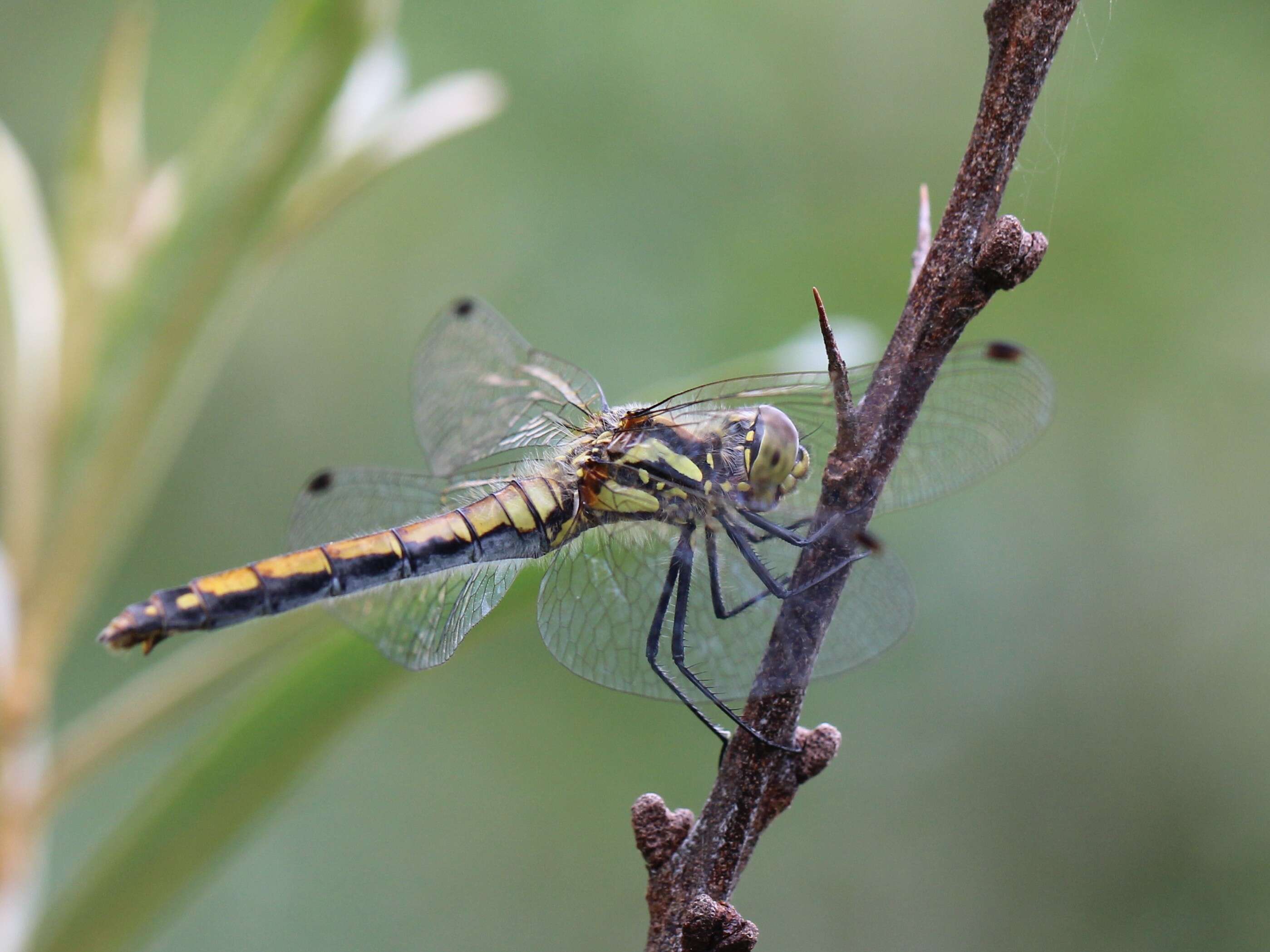 Image of black darter