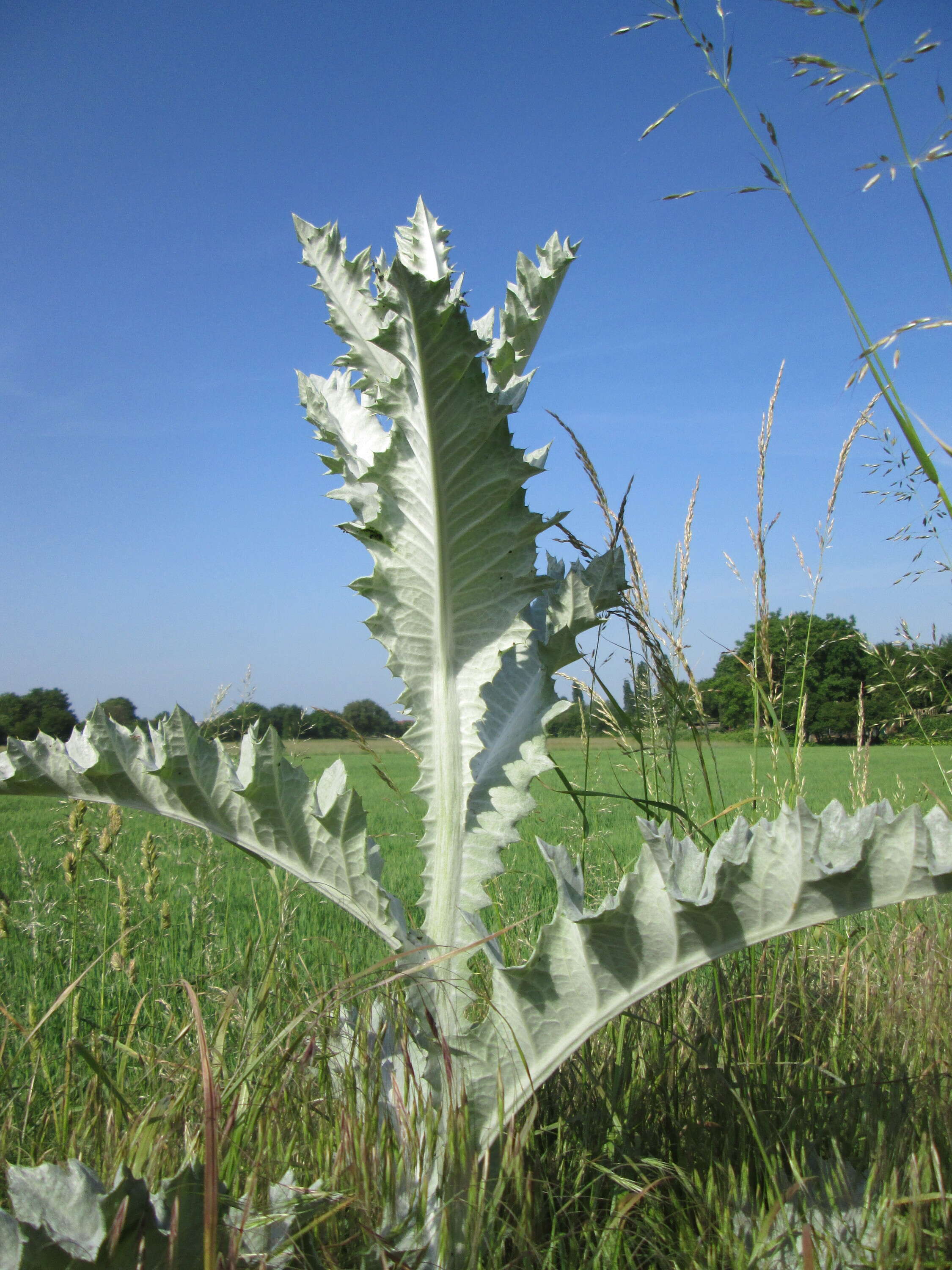 Image of Cotton Thistle