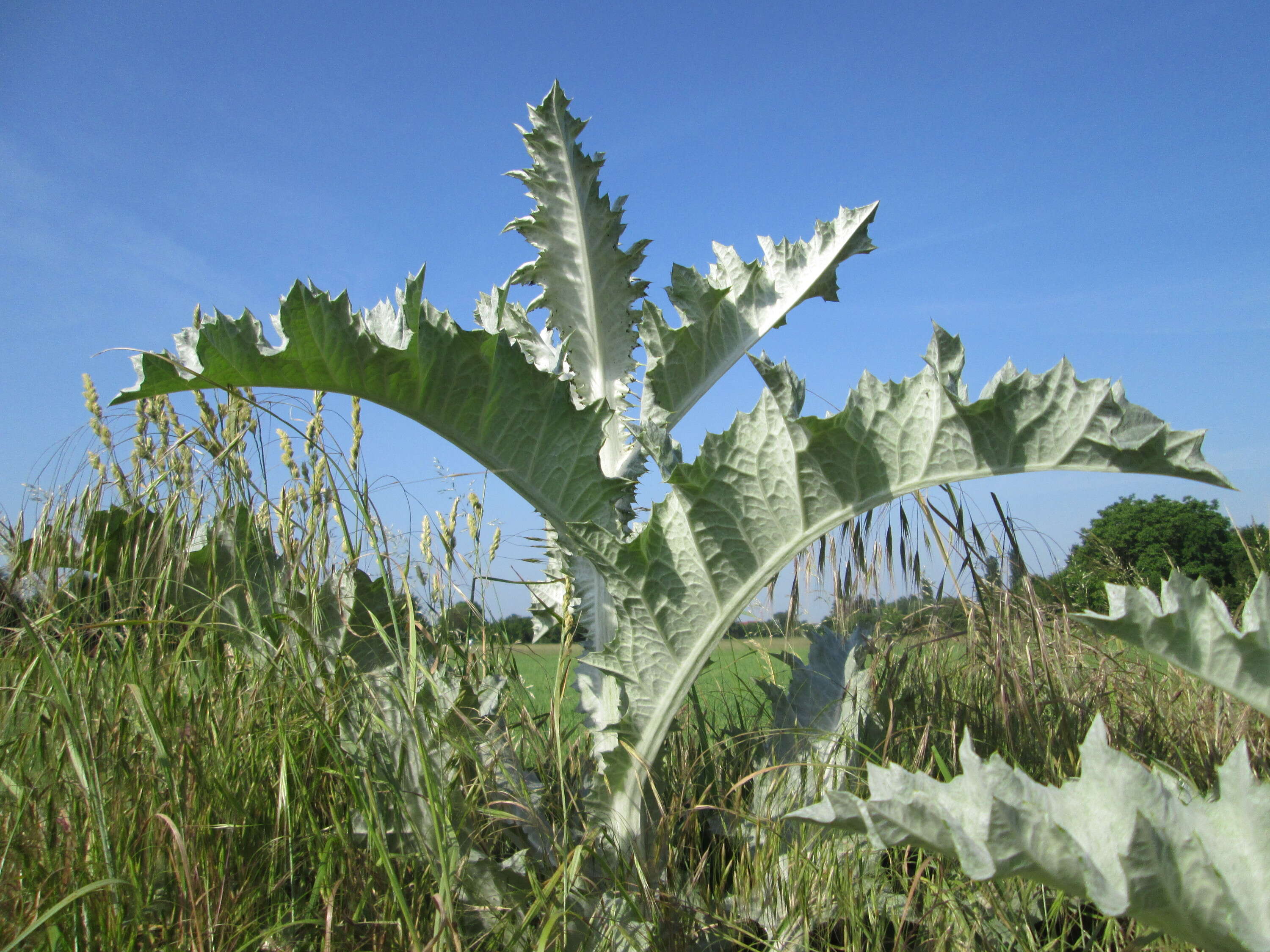 Image of Cotton Thistle