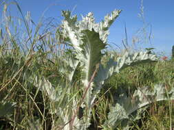 Image of Cotton Thistle