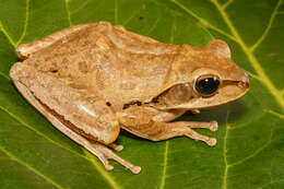 Image of Himalayan Tree Frog