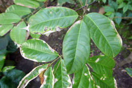 Image of white rubber vine