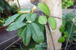 Image of white rubber vine
