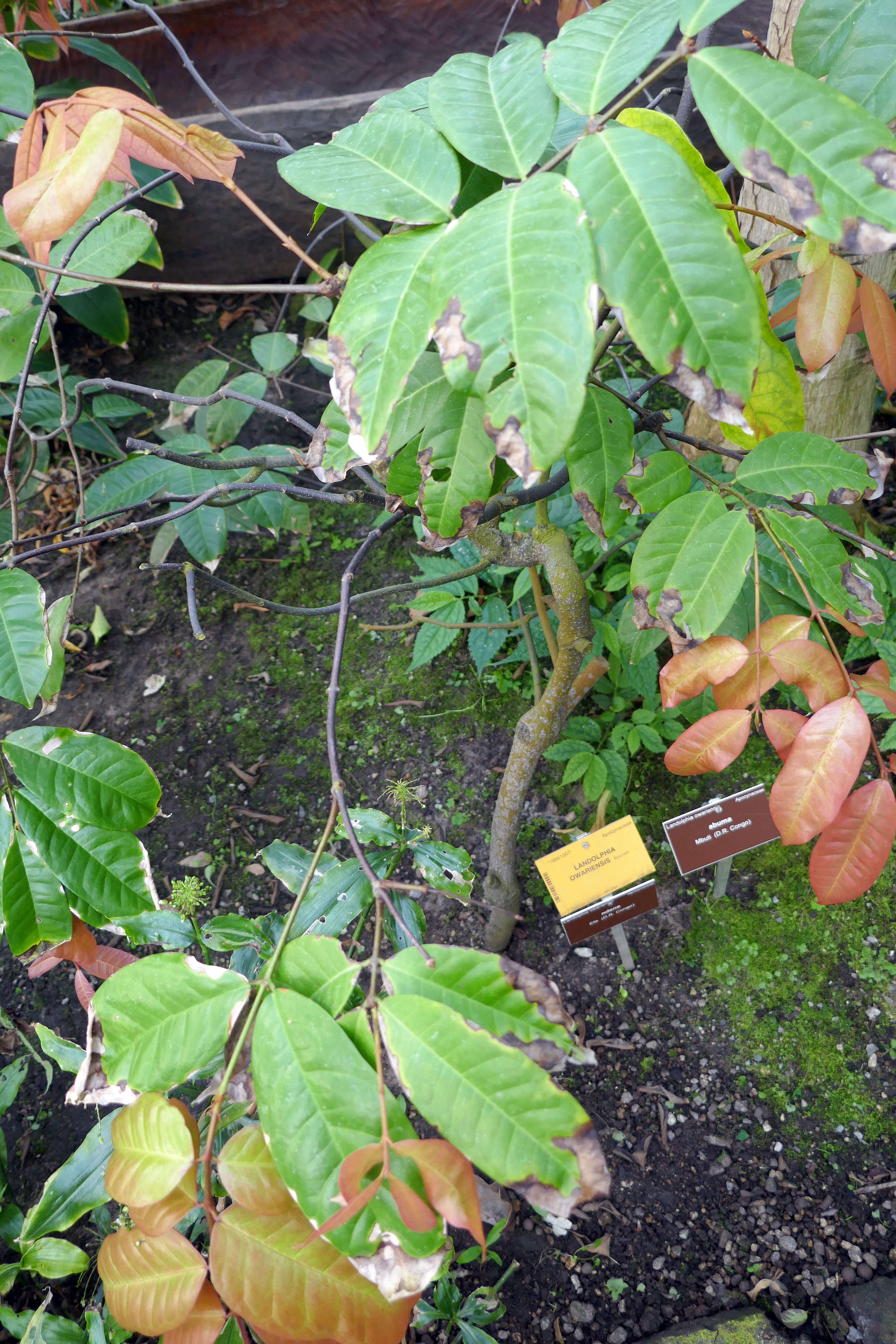 Image of white rubber vine