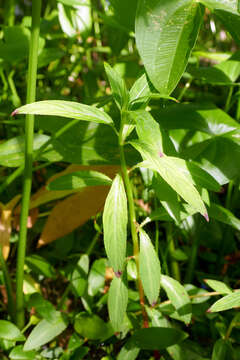 Image of Impatiens irvingii Hook. fil. ex Oliver