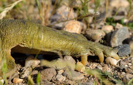 Image of Euphrates Softshell Turtle