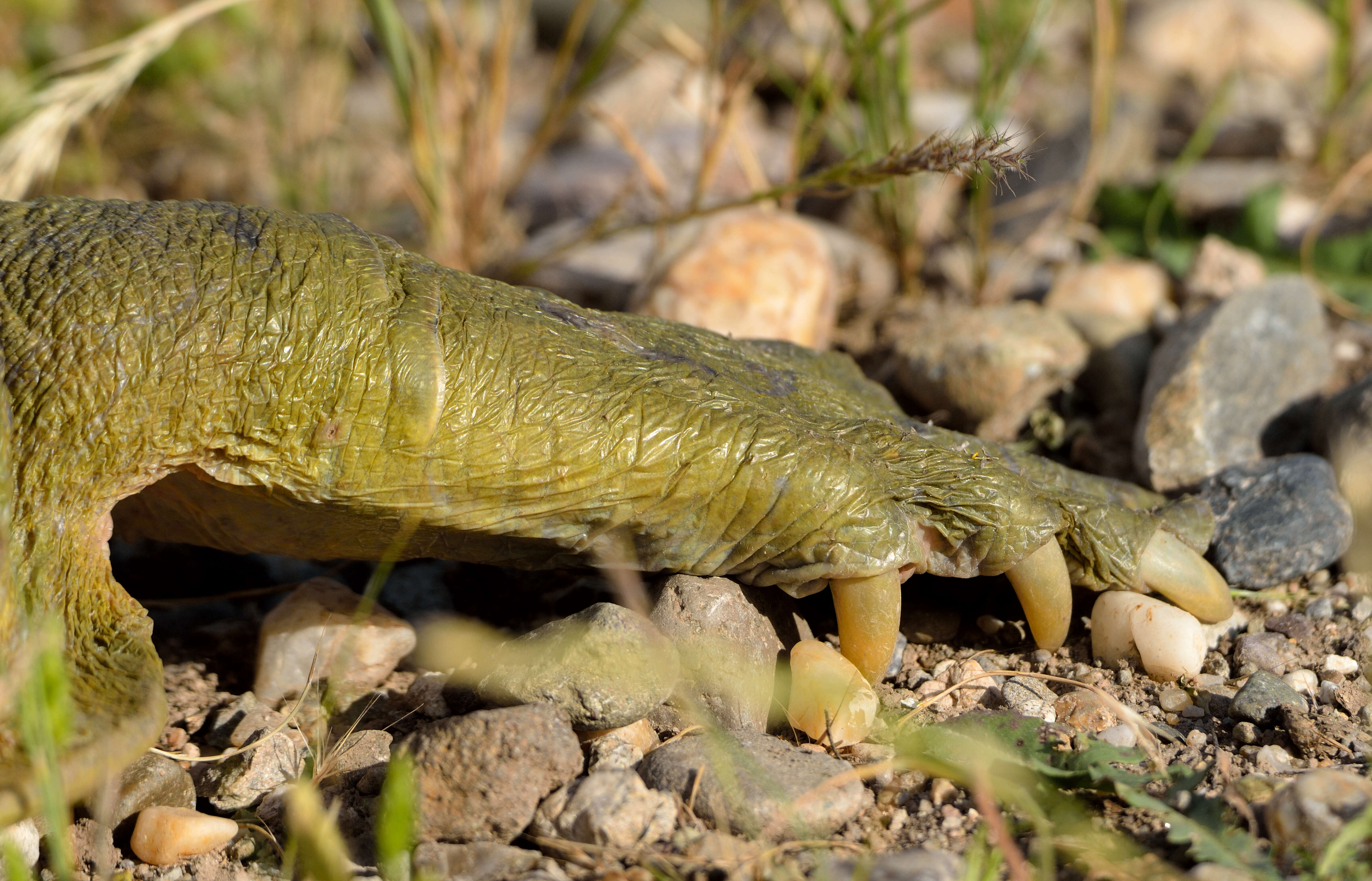 Image of Euphrates Softshell Turtle