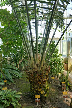 Image of Kwango Giant Cycad