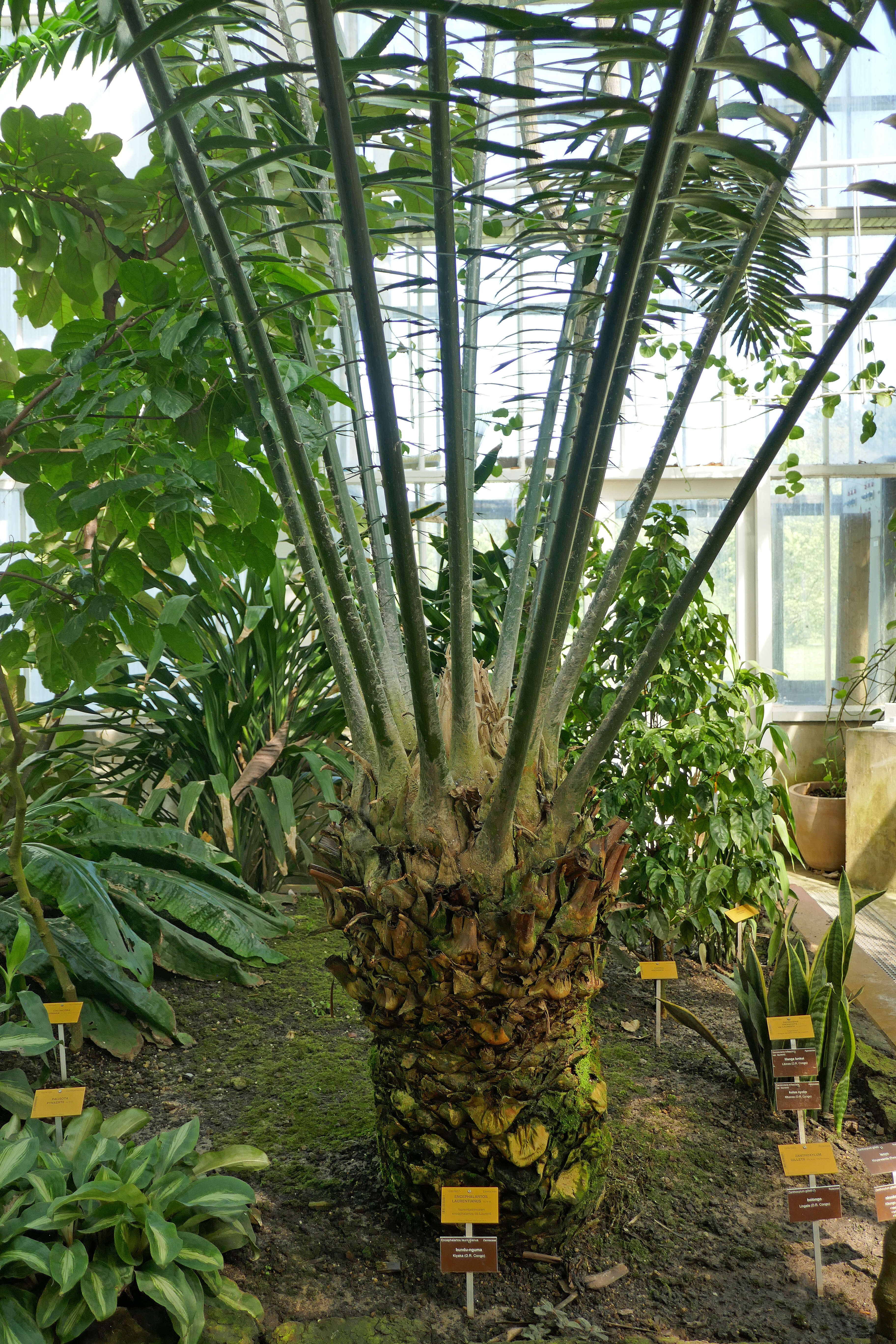 Image of Kwango Giant Cycad