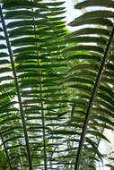 Image of Kwango Giant Cycad