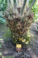 Image of Kwango Giant Cycad