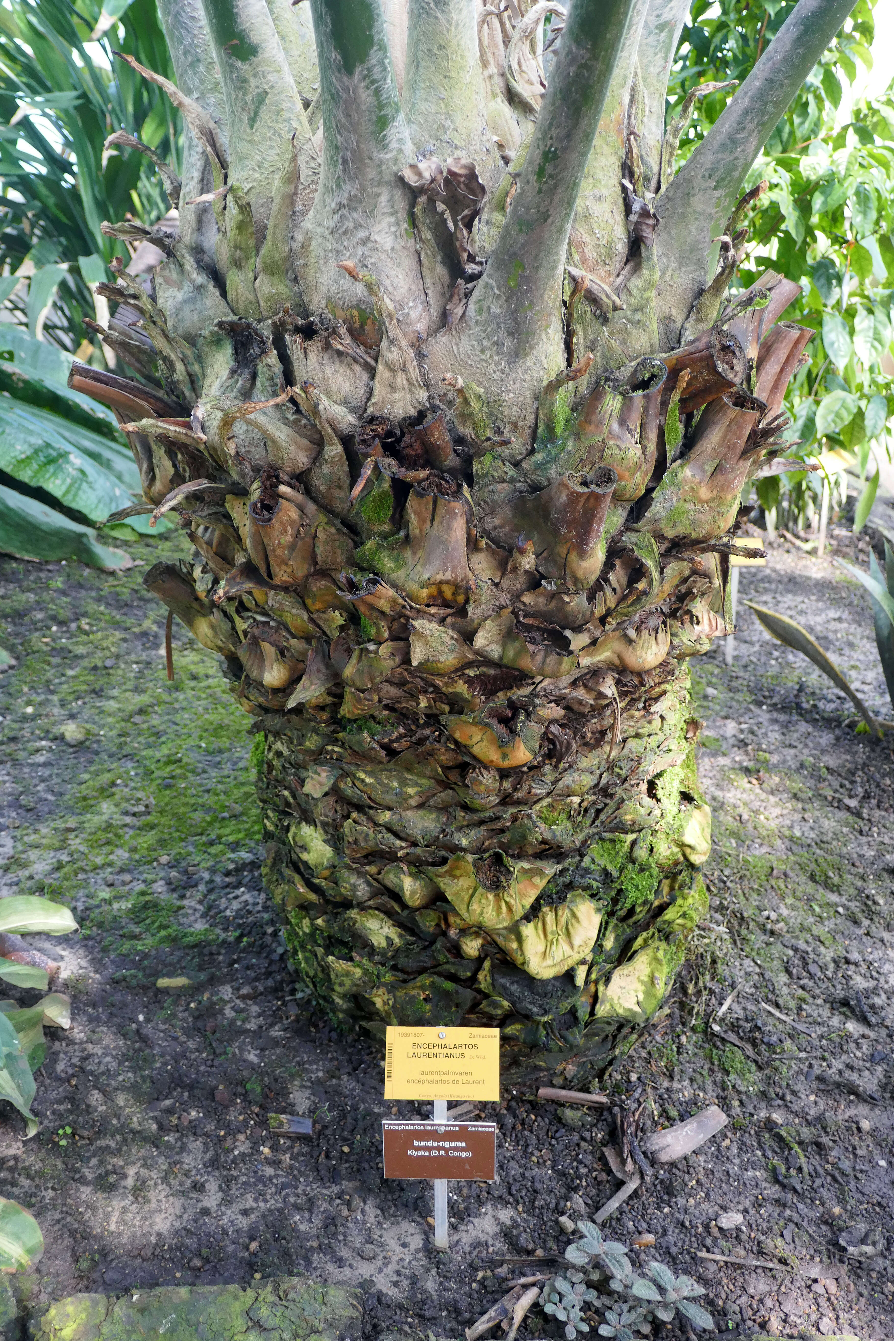 Image of Kwango Giant Cycad