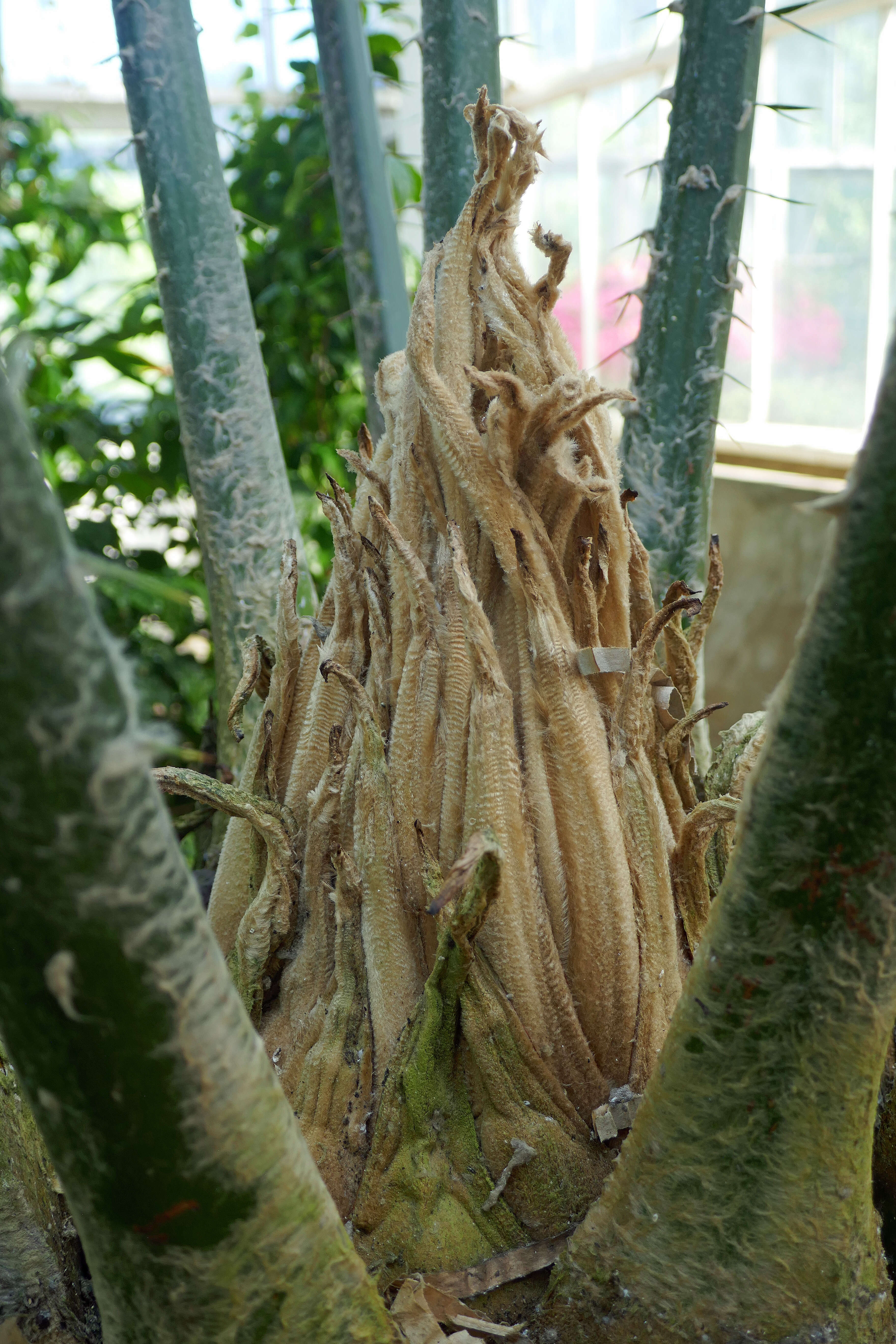 Image of Kwango Giant Cycad