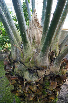 Image of Kwango Giant Cycad