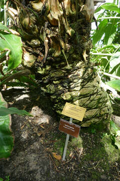 Image of Kwango Giant Cycad