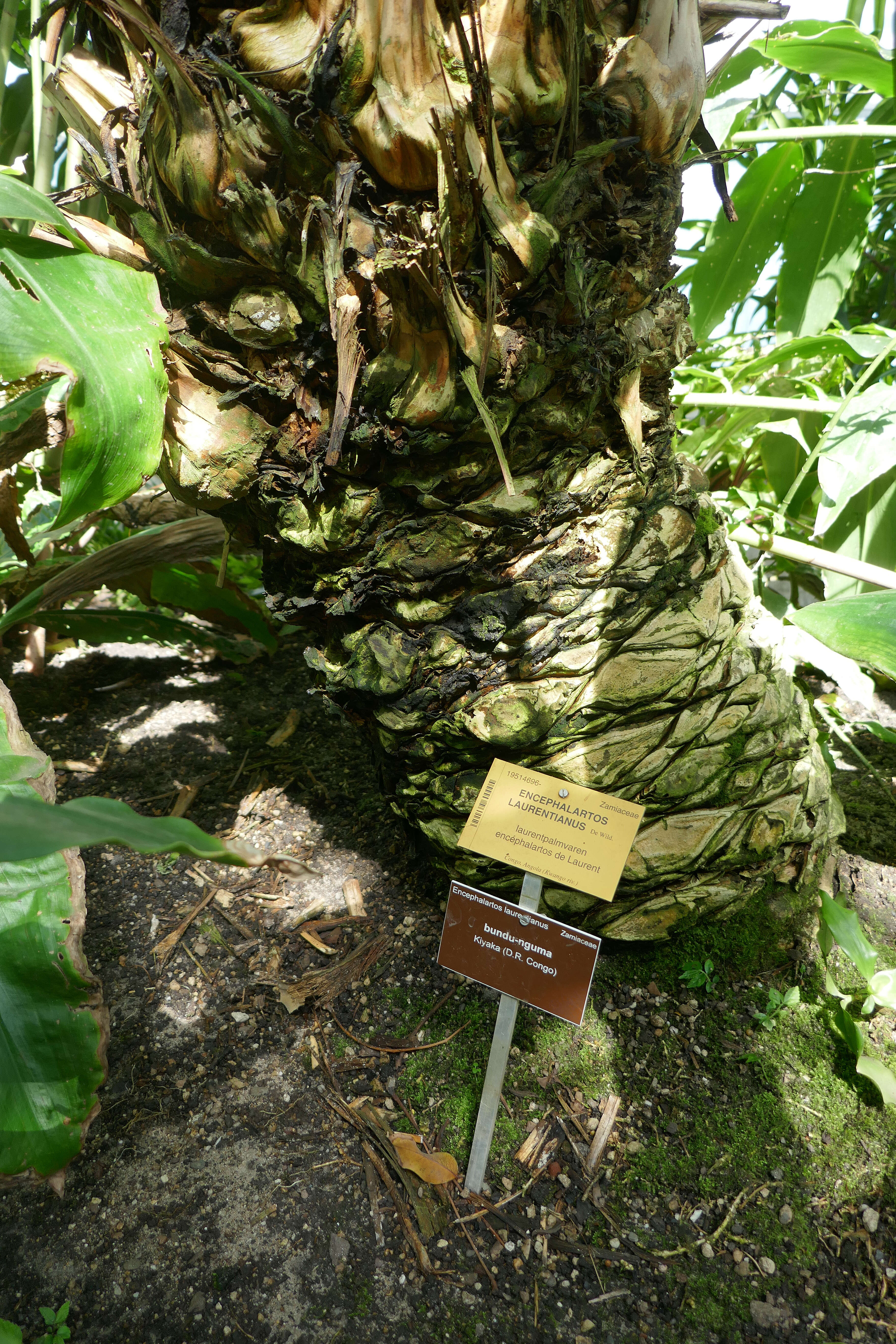 Image of Kwango Giant Cycad