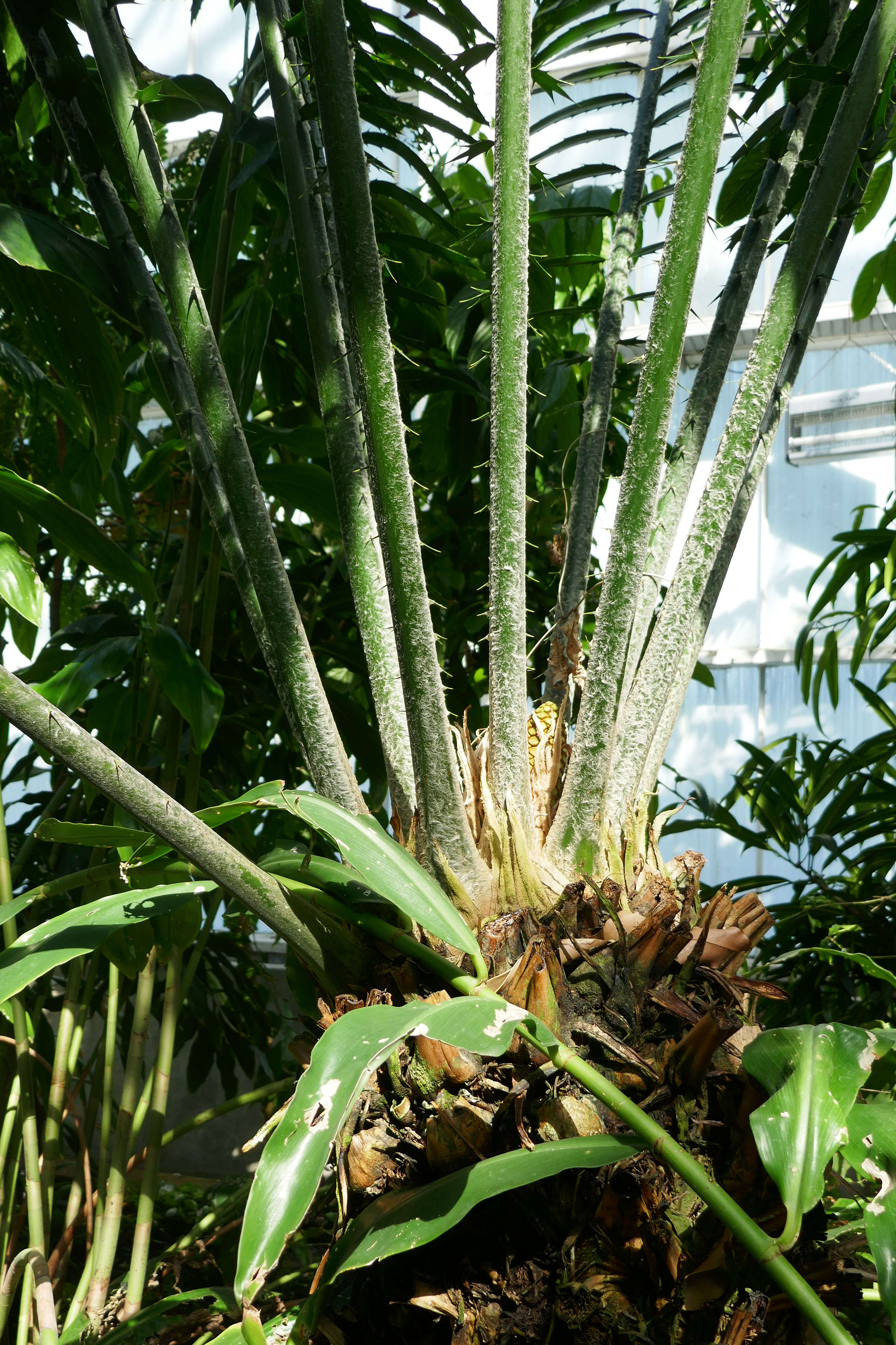 Image of Kwango Giant Cycad