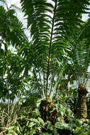 Image of Kwango Giant Cycad