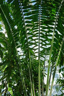 Image of Kwango Giant Cycad