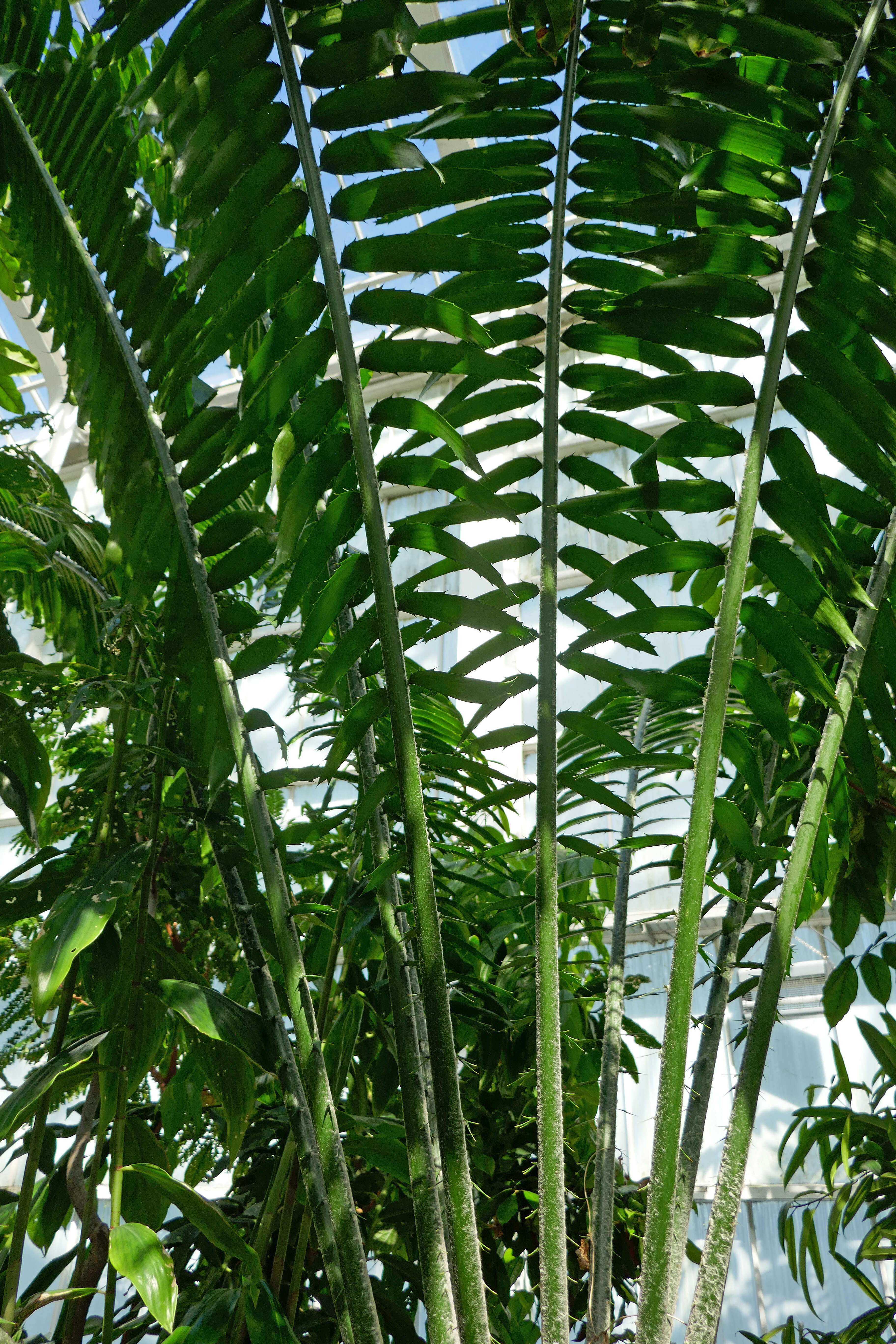 Image of Kwango Giant Cycad