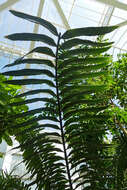 Image of Kwango Giant Cycad