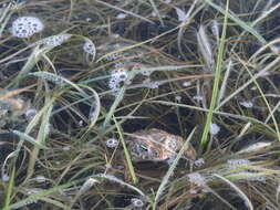 Image of Natterjack toad