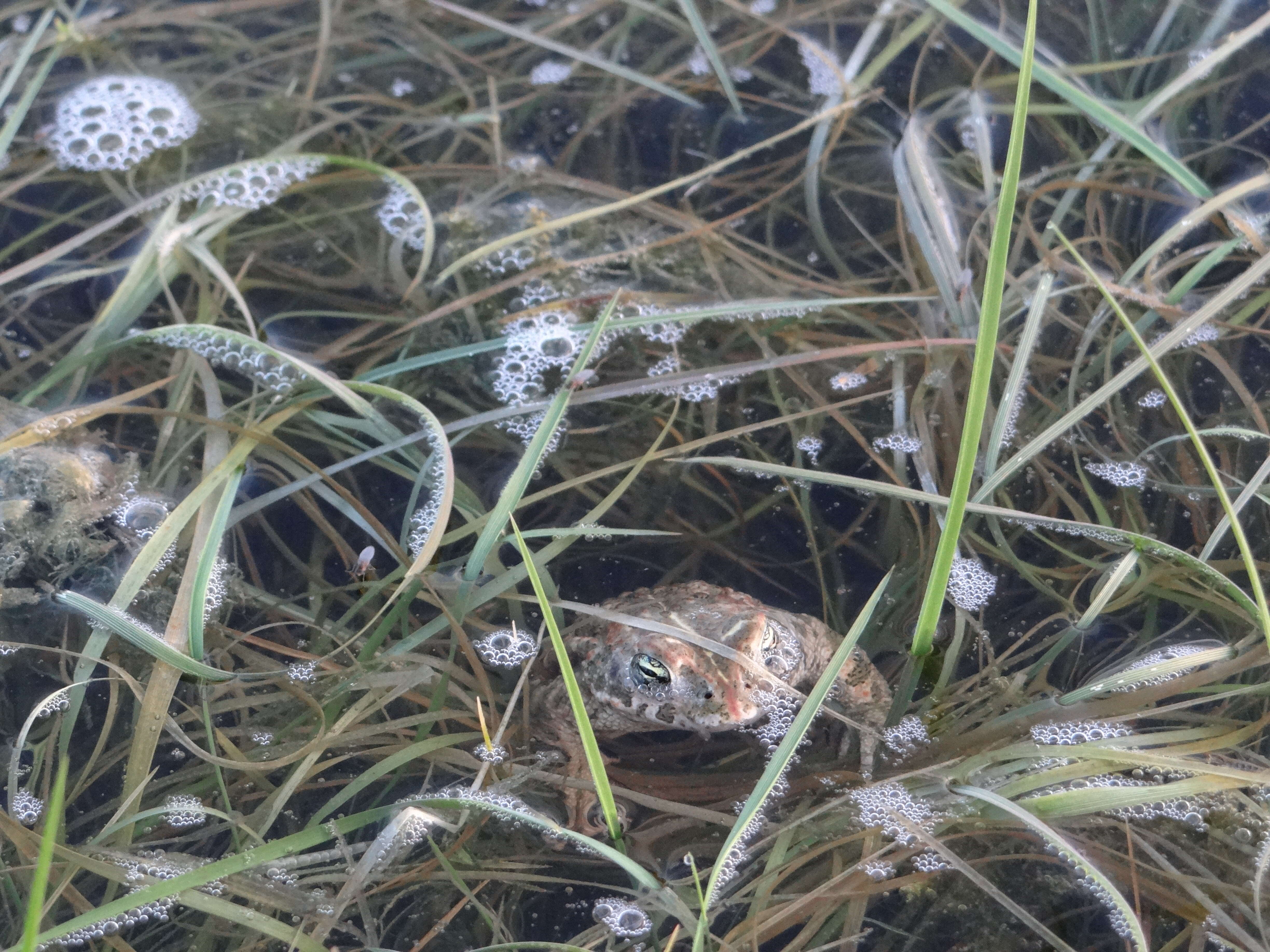 Image of Natterjack toad