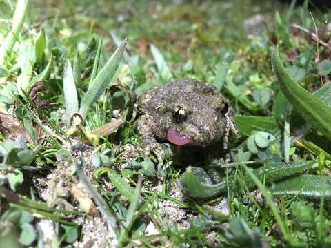 Image of Midwife toads