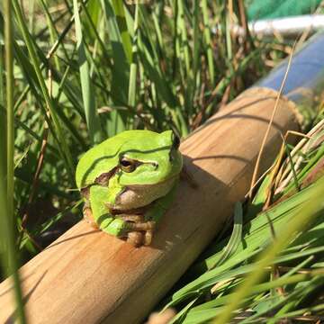 Image of Common tree frog