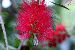 Image of crimson bottlebrush