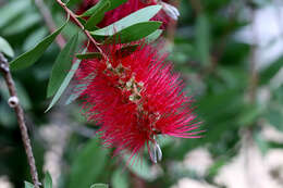 Image of crimson bottlebrush