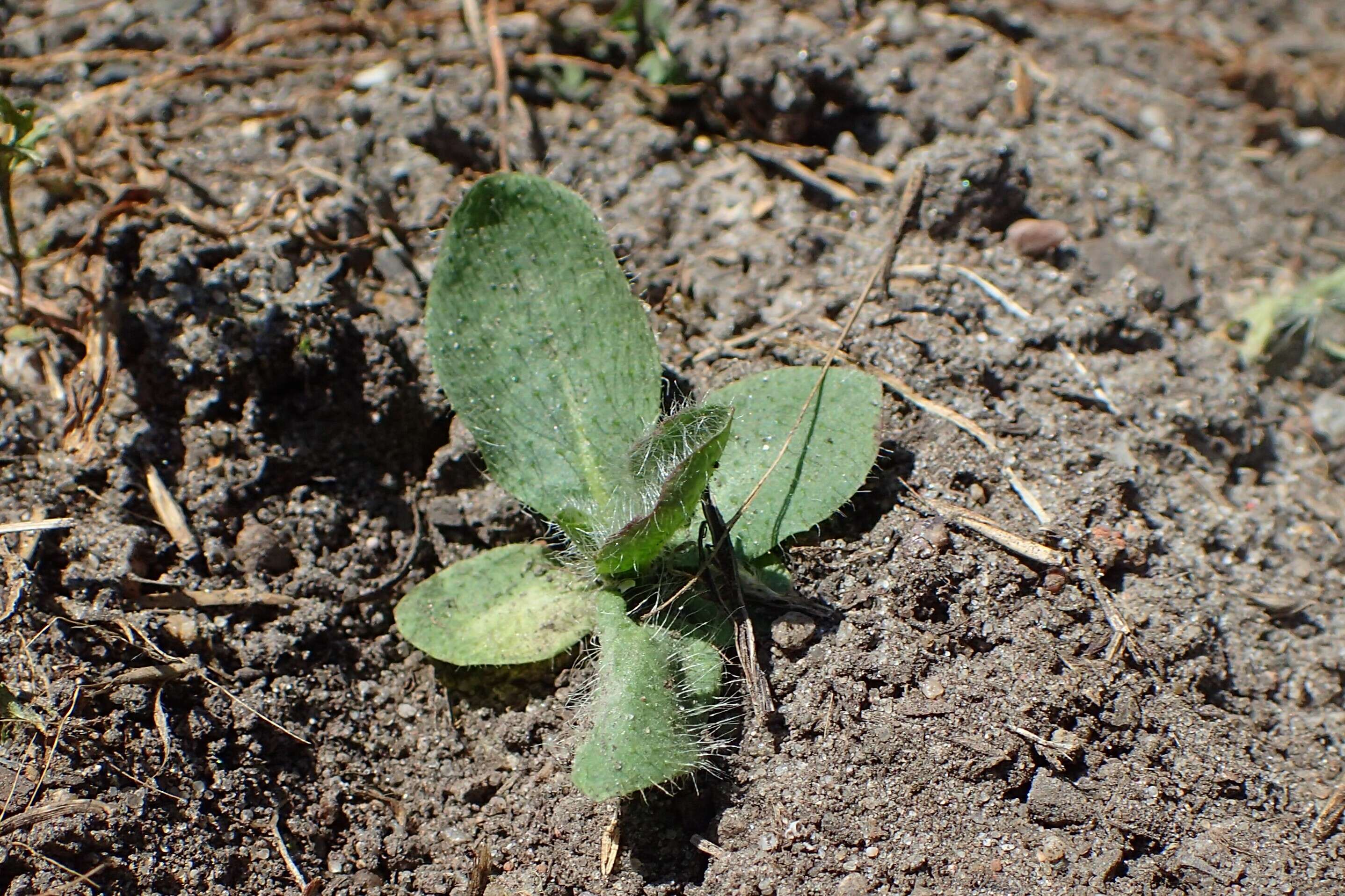 Imagem de Pilosella aurantiaca (L.) Sch. Bip., F. W. Schultz & Sch. Bip.