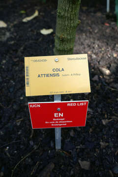 Image of Cola attiensis Aubrev. & Pellegr. ex Aubrev. & Pellegr.