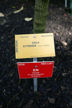 Image de Cola attiensis Aubrev. & Pellegr. ex Aubrev. & Pellegr.