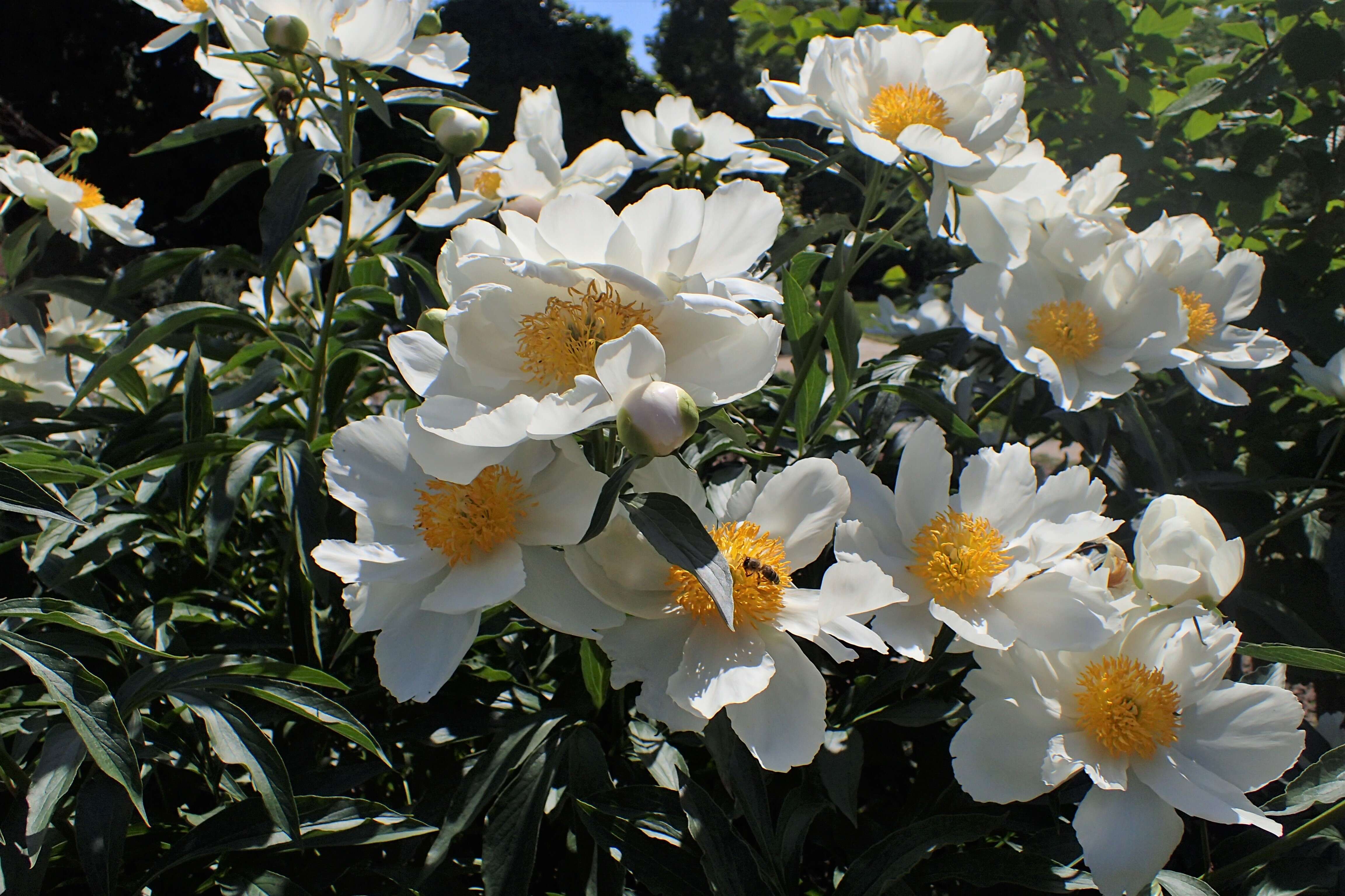 Plancia ëd Paeonia lactiflora Pall.