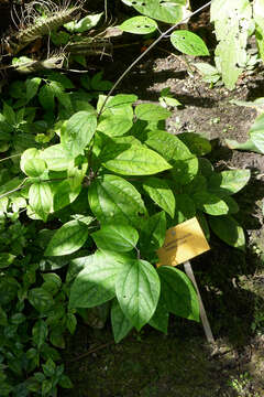 Слика од Clerodendrum thomsoniae Balf. fil.