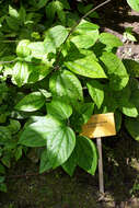 Слика од Clerodendrum thomsoniae Balf. fil.