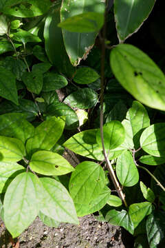 Слика од Clerodendrum thomsoniae Balf. fil.