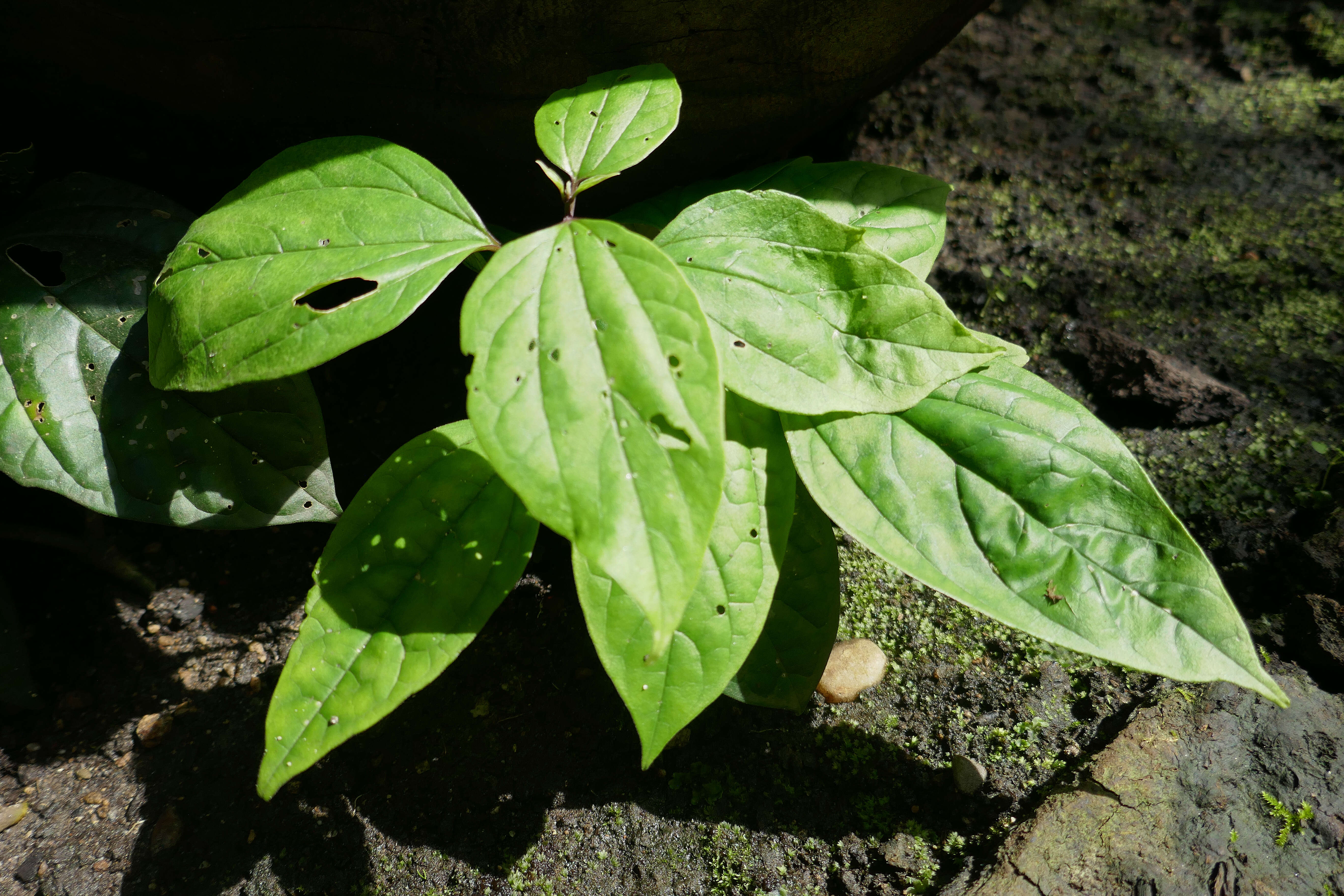 Image of bagflower