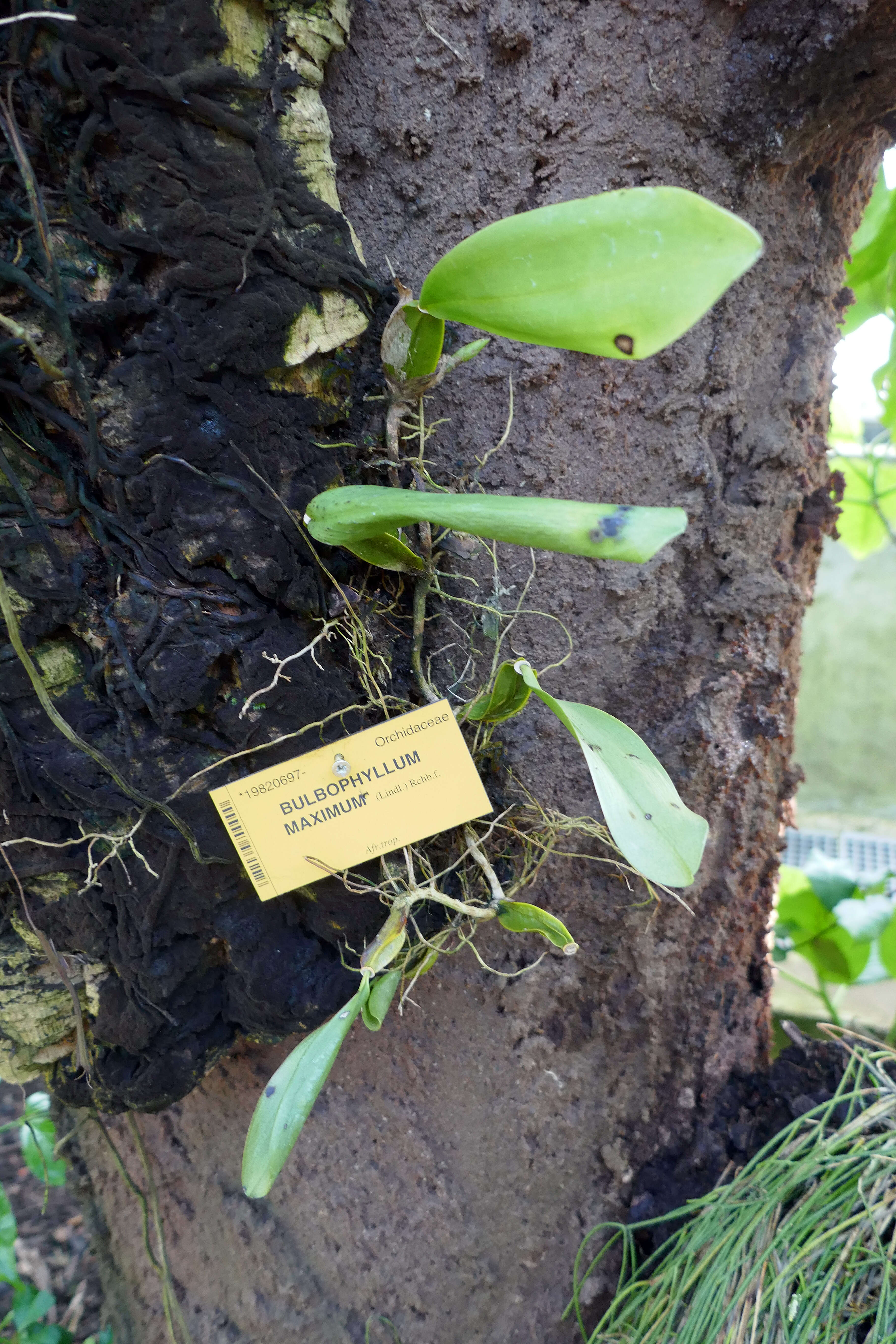 Sivun Bulbophyllum maximum (Lindl.) Rchb. fil. kuva