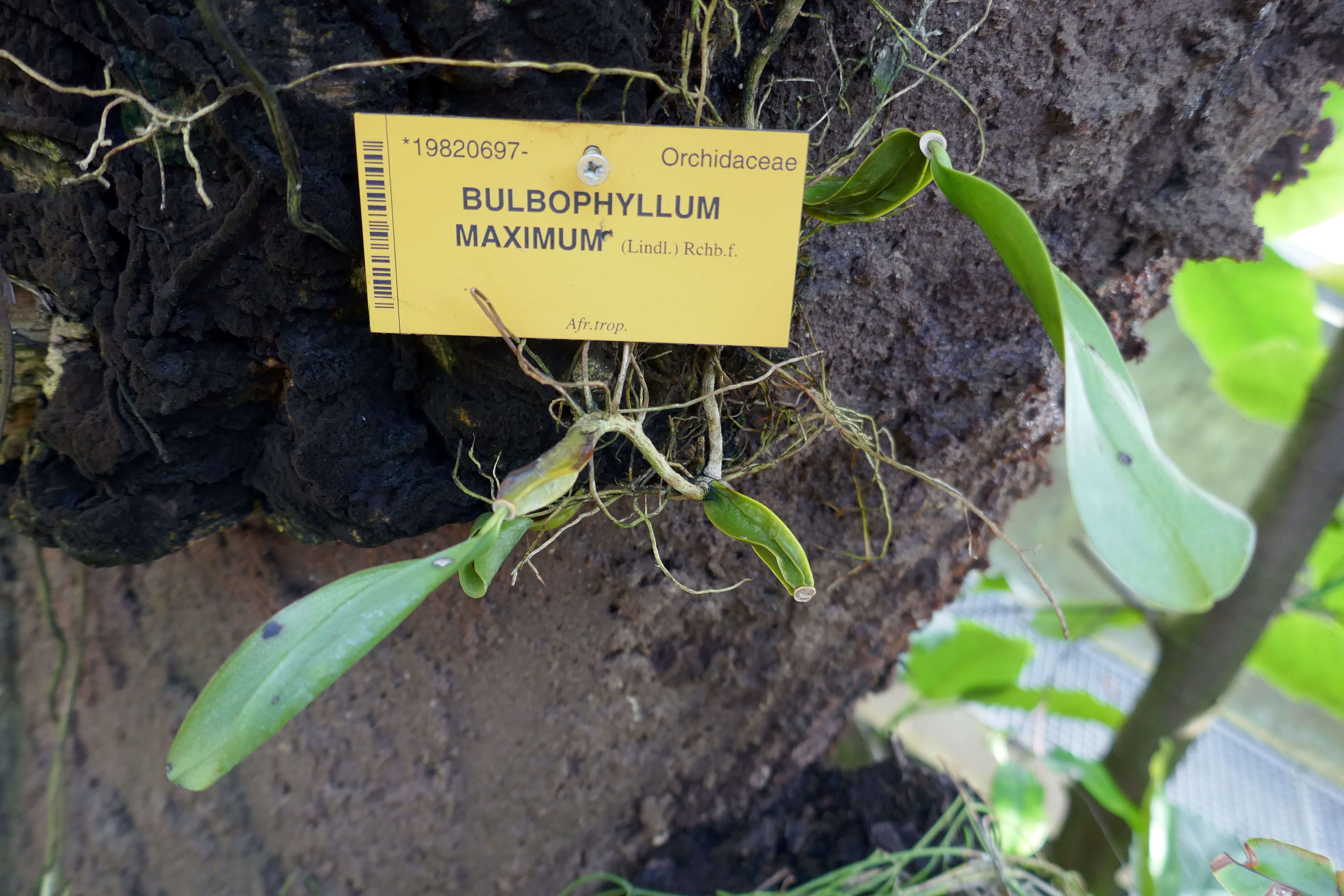 Image of Bulbophyllum maximum (Lindl.) Rchb. fil.