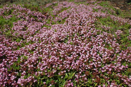 Imagem de Thymus herba-barona Loisel.