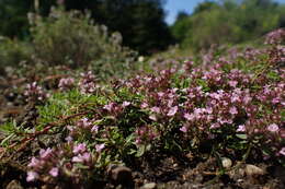 Sivun Thymus herba-barona Loisel. kuva